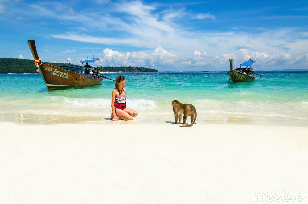 monkey on the beach