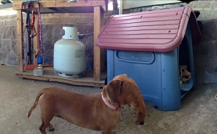 Friend Tried To Take A Panorama Of Her Dachshund