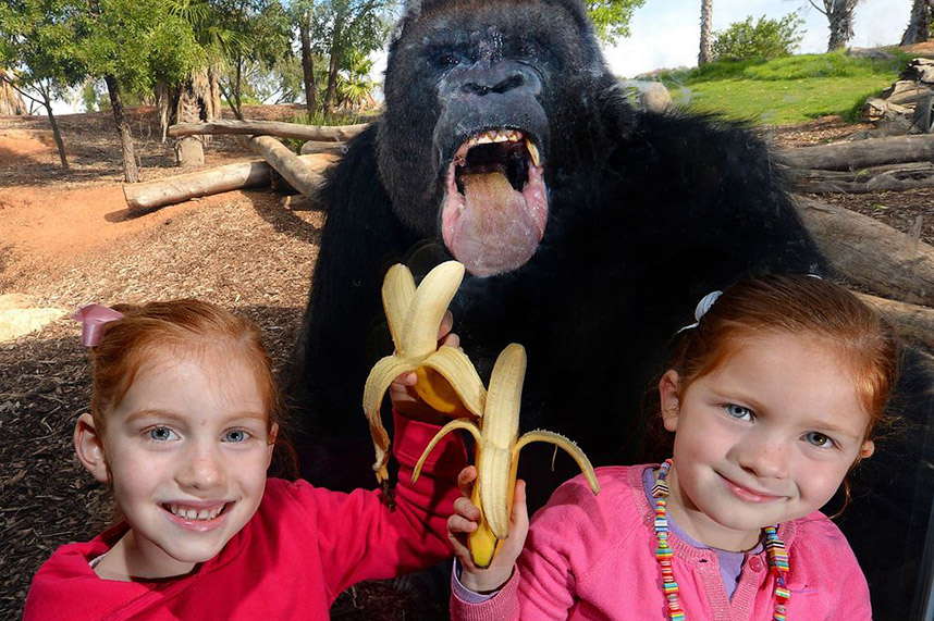 Это горилла в зоопарке в Австралии