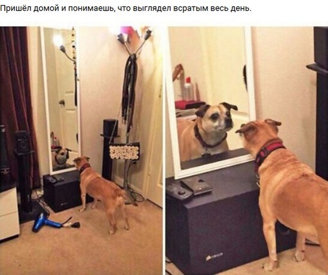 Простой юмор и шутки с просторов сети Простой юмор и шутки с просторов сети смешные картинки