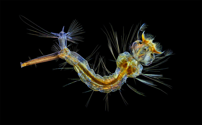 Конкурс Nikon Small World 2019 - лучшие фотографии интересное,микромир,природа,фотографии