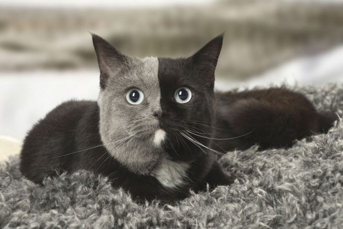 Котенок- химера превратился в роскошного кота. Потрясающие снимки! картинки,супер