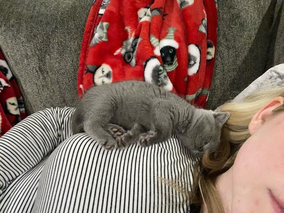 Найденный котенок не отпускает свою спасительницу Найденный котенок не отпускает свою спасительницу не всё так грустно