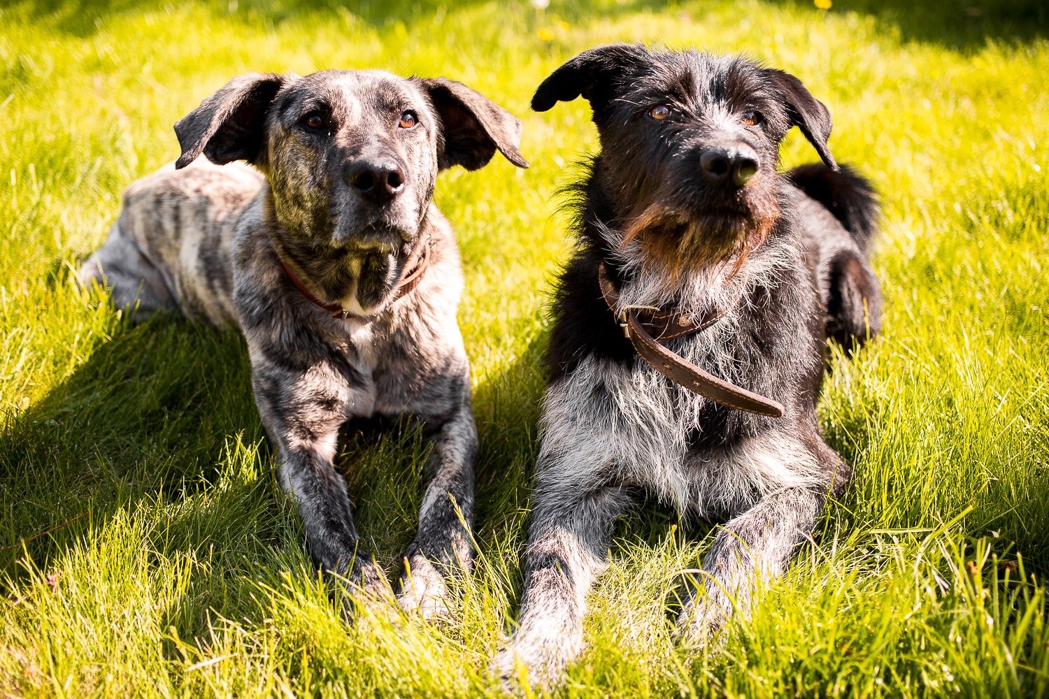 собаки на поляне