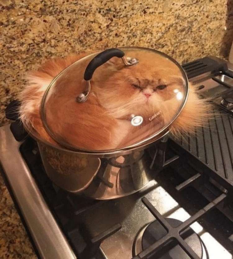 Подборка забавных фото котиков, которые ведут себя странно Подборка забавных фото котиков, которые ведут себя странно