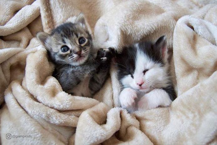 Без кота и жизнь не та