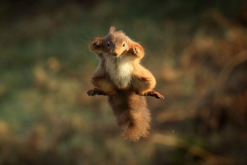 От белки до пингвина: 18 забавных фото, на которых запечатлены животные в прыжке