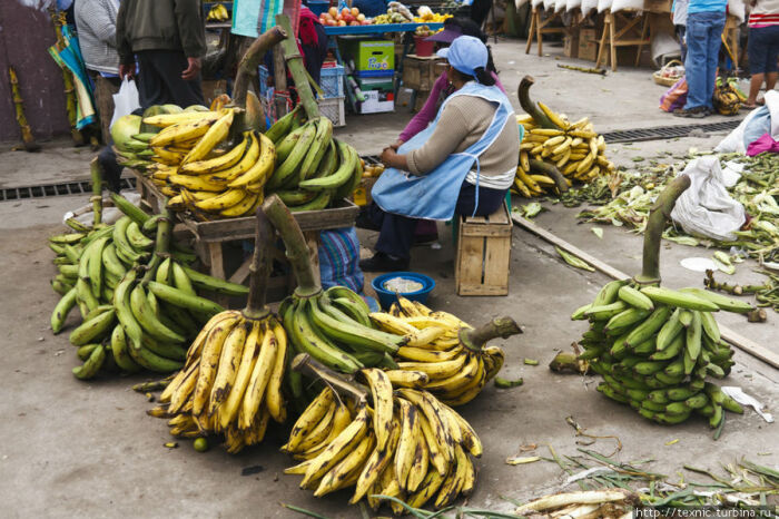 Вареные и копченые: почему в Венесуэле бананы считаются овощем, а не фруктом бананы, бананов, практически, платано, являются, сладкие, относятся, основным, Каракасе, готовят, много, Венесуэле, совершенно, сладость, отсутствует, употребляют, некоторые, вообще, имеется, сыром