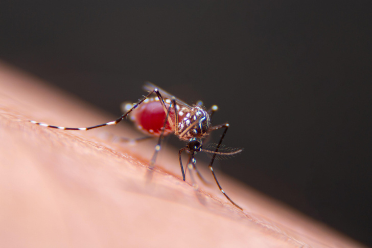 Почему комары не переносят ВИЧ? биология,медицина,насекомые