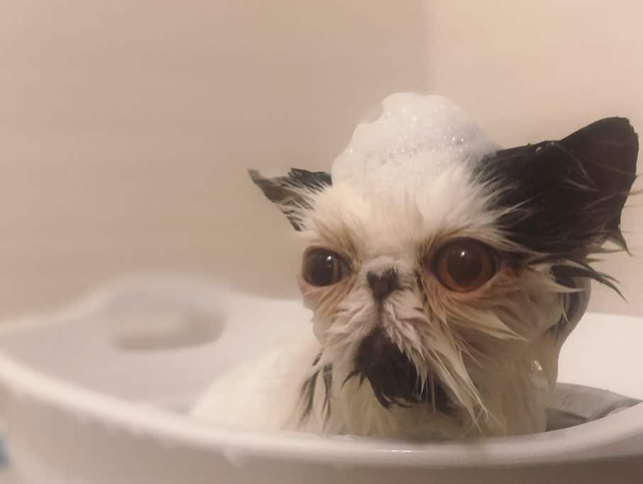 кот купается