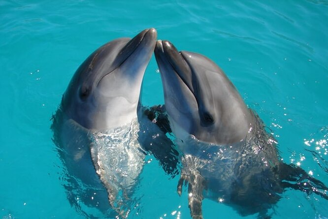 Дельфины – не рыбы и другие интересные факты об этих китообразных