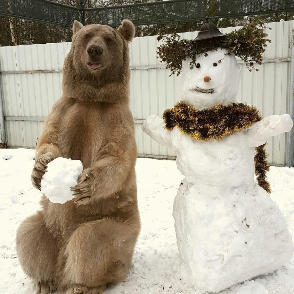 Bear life. Медведь в семье Пантелеенко. Юрий Пантелеенко медведь Степан. Домашний медведь Степан. Медведь семён семьи Пантеленко.