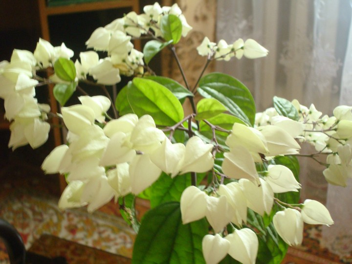 Клеродендрум