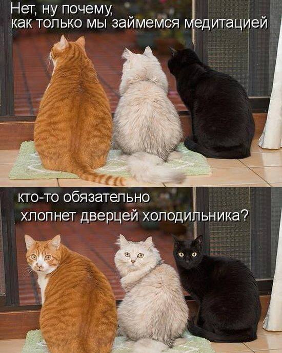 Некоторые как почувствуют за спиной крылья, сразу начинают каркать Некоторые как почувствуют за спиной крылья, сразу начинают каркать веселые картинки