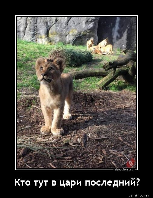 Демотиваторы для позитива 