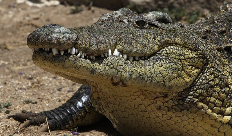 Как крокодилы в 1945  победили японцев на острове Рамри Не может быть