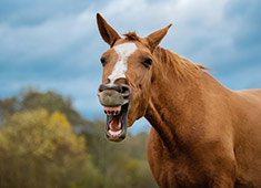 Конь становится всё наглее