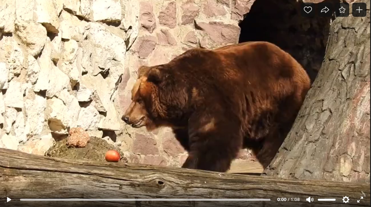 Бурый Медведь: История с хорошим концом рыбацкие рассказы,охотничьи байки