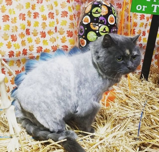 Когда хотел динозавра, но завел кота Когда хотел динозавра, но завел кота