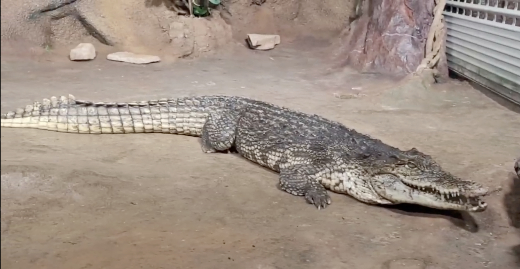 В Петербургский Океанариум приехал Нильский крокодил