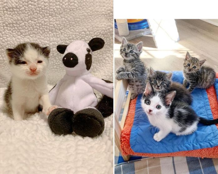 Без кота и жизнь не та