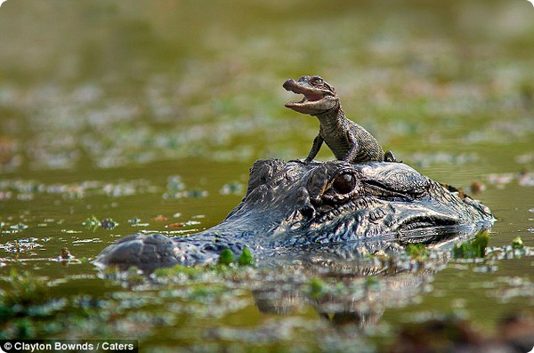 Лучше мамы среди животных