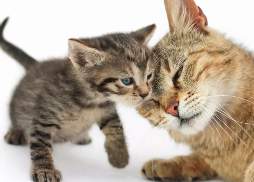 Скучают ли мамы кошки по своим котятам. Тайны кошачьего материнства Скучают ли мамы кошки по своим котятам. Тайны кошачьего материнства кошки, может, кошка, своим, котятами, котятам, кошек, могут, инстинкт, после, между, несколько, скучают, котята, память, поведение, кошке, своих, котят, условия