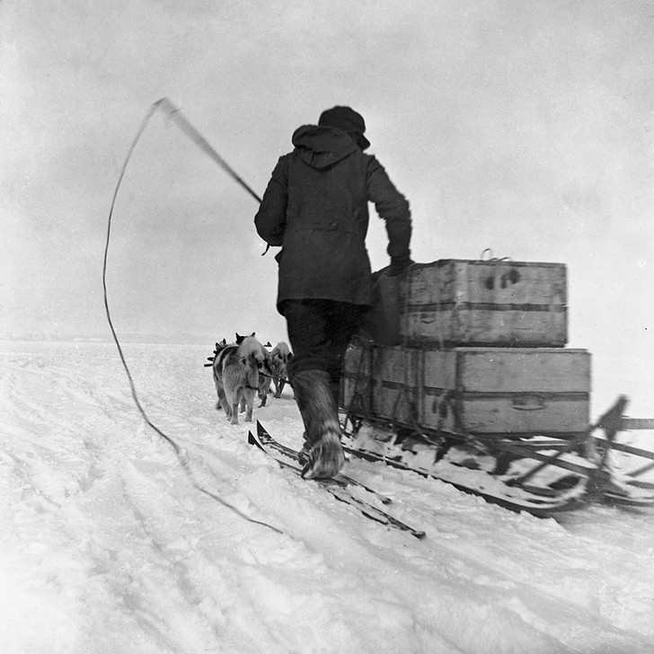 Фото №2 - Удивительная история ездовых собак в СССР