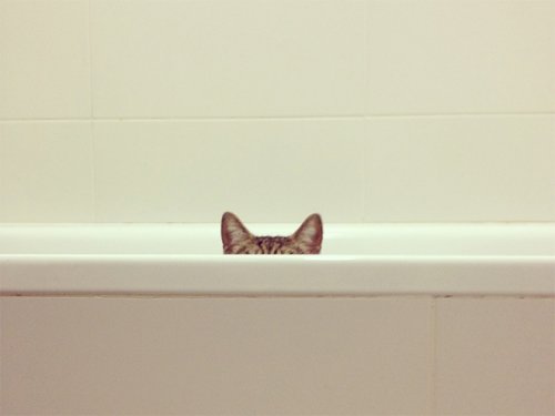 19 фотографий с кошками, в совершенстве владеющими боевым искусством ниндзюцу 