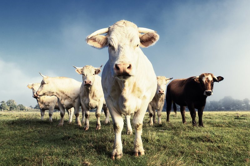 Налог на коровьи газы газировка, глобальное потепление, инициатива, налоги, нелепый, странное