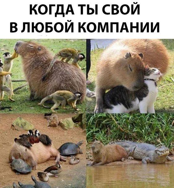 20 + уморительных картинок из соцсетей 