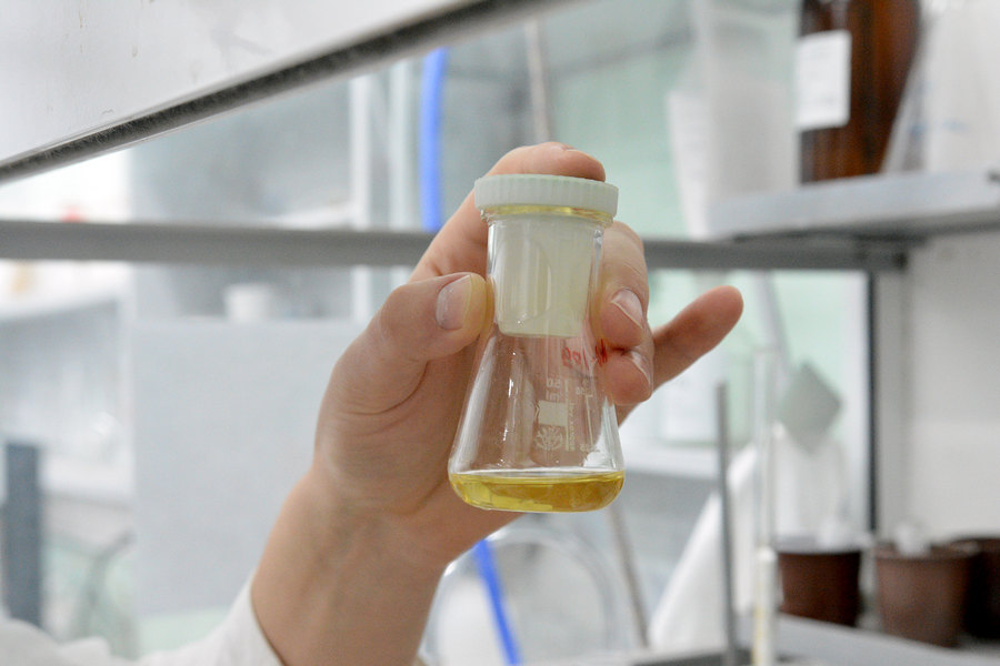 Ученые СО РАН разрабатывают уникальный препарат от ожирения и диабета из хвои и эфирных масел