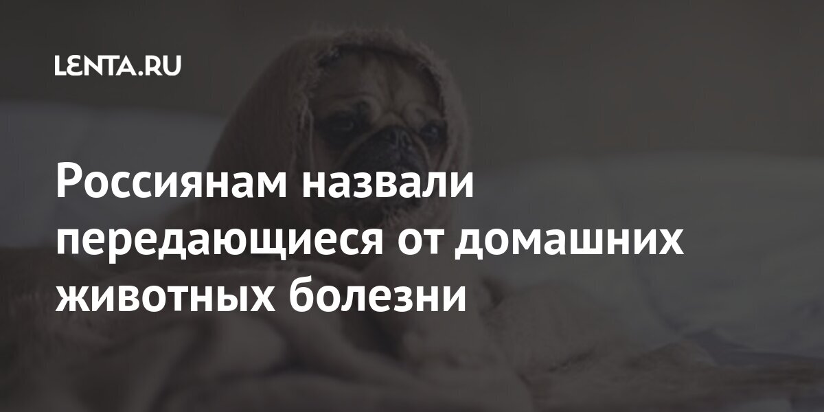 Россиянам назвали передающиеся от домашних животных болезни Россиянам назвали передающиеся от домашних животных болезни могут, словам, важно, домашних, животных, заразиться, Петровская, Россиянам, содержания, условия, появился, питомец, после, ветеринаром, Также, проконсультироваться, добавила, вызывают, сказала, питомца»