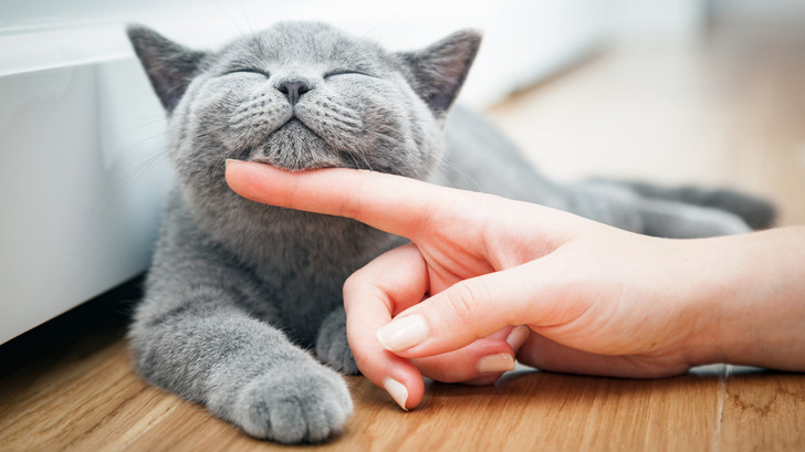 Лечат ли нас кошки: зоопсихолог объясняет поведение питомцев домашние животные,здоровье