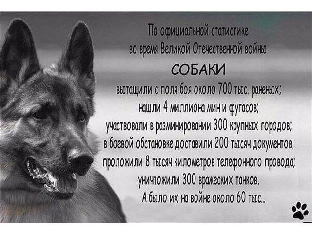Джульбарс – первый и единственный пес, получивший настоящую боевую награду во время войны Джульбарс – первый и единственный пес, получивший настоящую боевую награду во время войны история