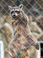 Веселые енотики подловили,приколы,юмор