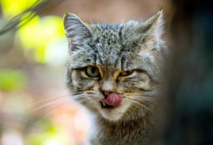 Кавказская лесная кошка: краткое описание