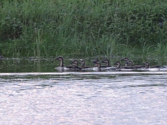 На побережье Охотского моря нашли новые места гнездовий редких птиц