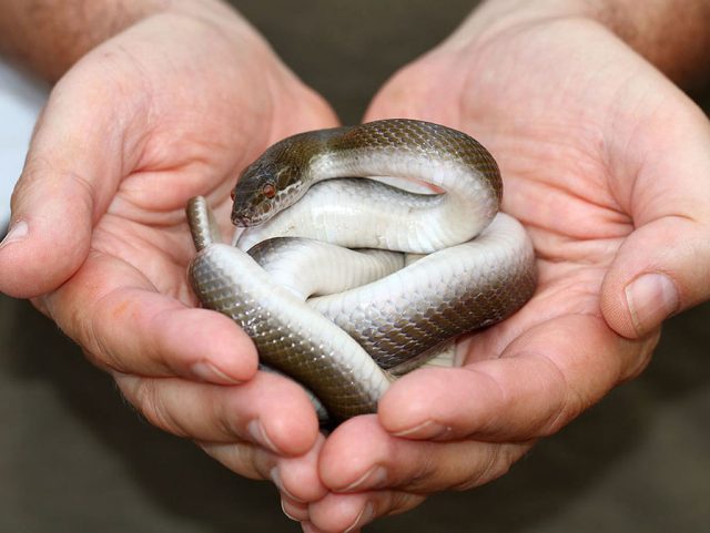 В отличие от ящериц, многие разновидности змей достаточно спокойно реагируют на человека и могут быть приручены.