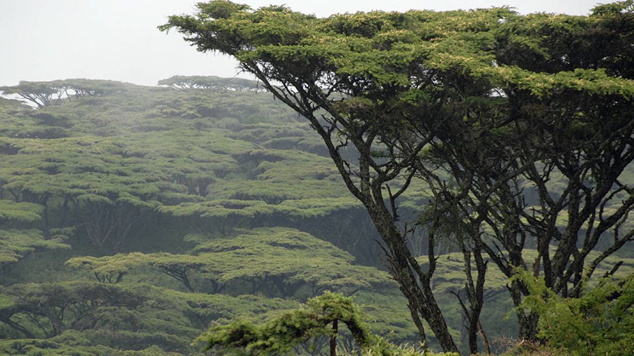 Россия приостановила авиасообщение с Танзанией