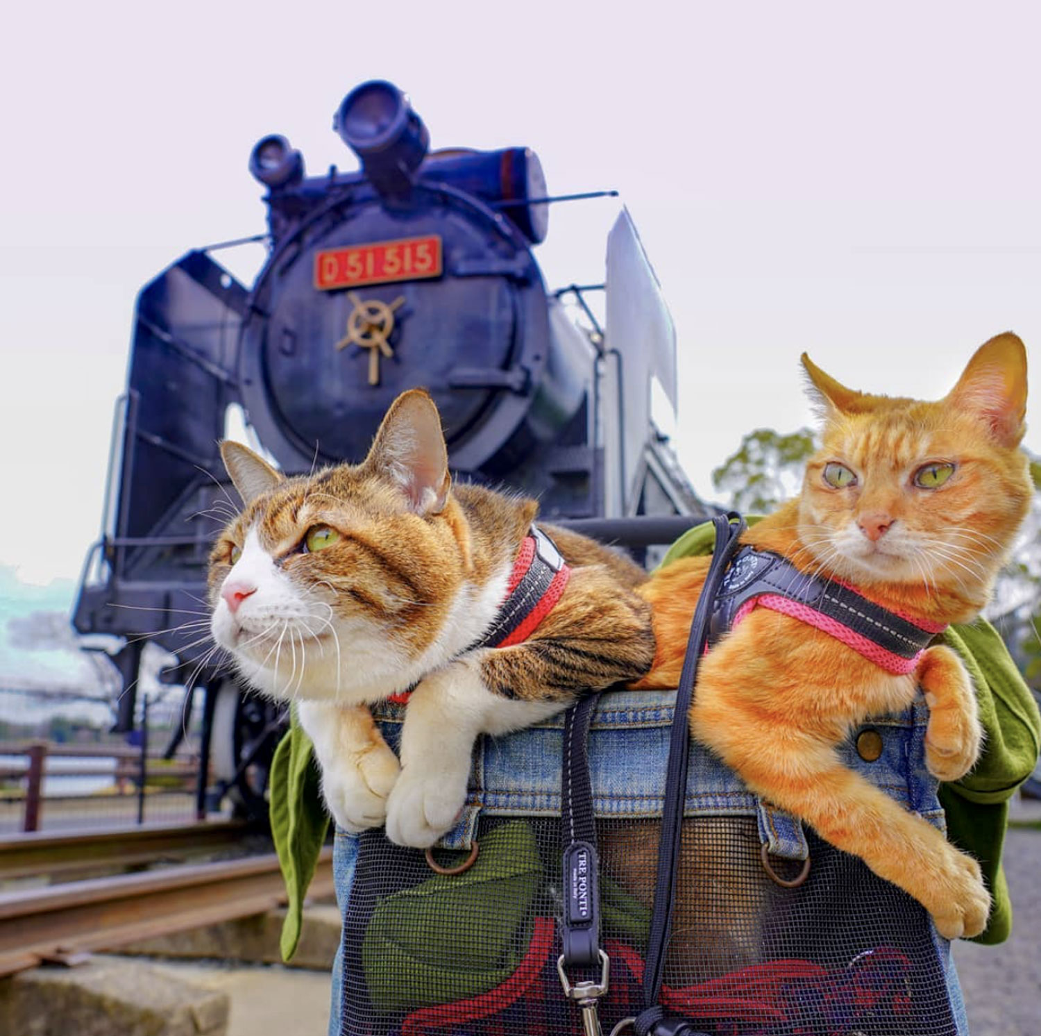 Traveling cats. Коты путешественники. Кот путешественник. Котенок путешественник. Путешествие с кошкой.