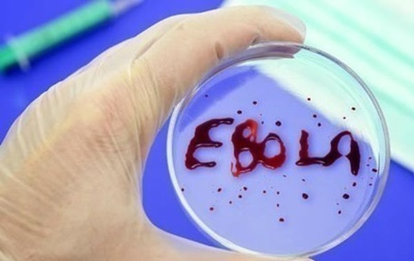 Ученые нашли лекарство от Эболы вирус Эбола,лекарства,медицина