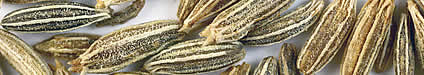 cumin_wide