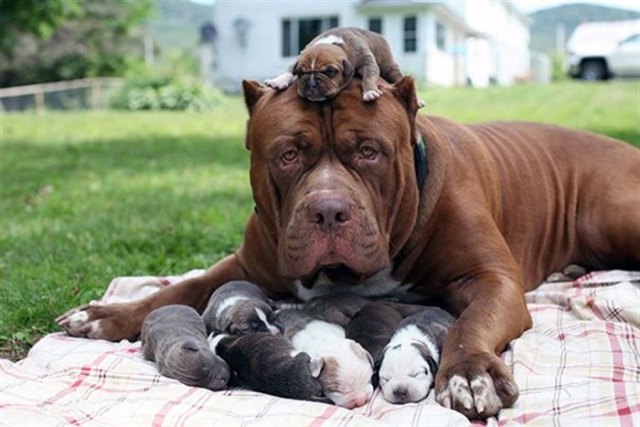20 фотографий мамочек-собак и их милых щеночков картинки
