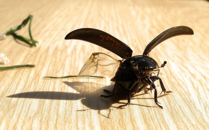 Водолюб: Удивительные приключения отважного жука по ЖКТ лягушек