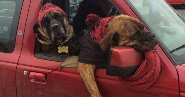 Забавные пёсики