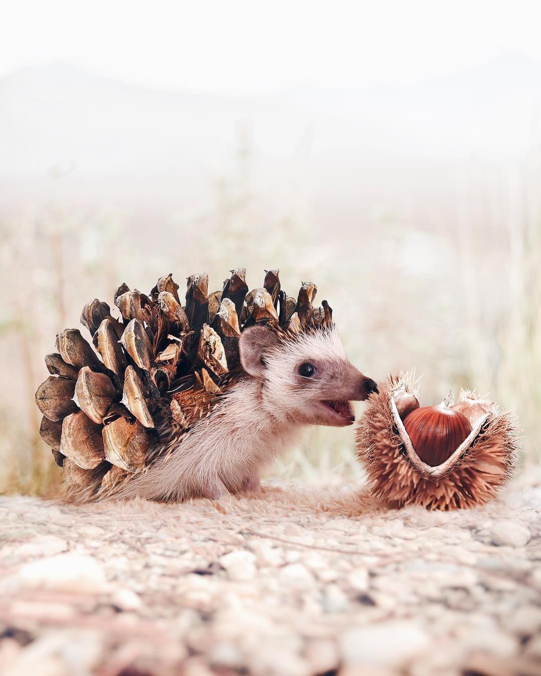 Луиза Азеведо и ее сказки Луиза Азеведо и ее сказки