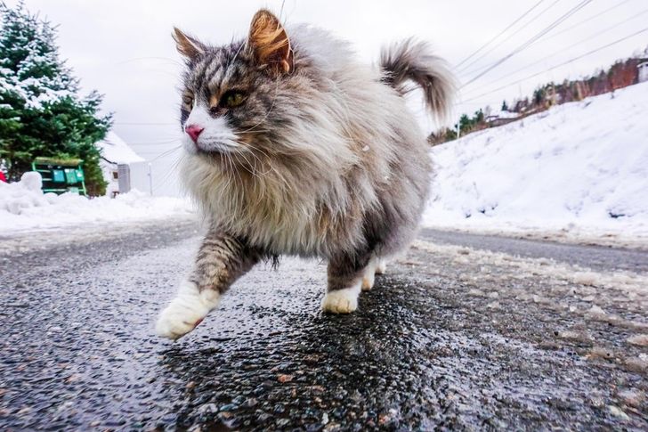 18 фотографий из Норвегии, которые удивляют, восторгают и обескураживают в Норвегии, Просто, Норвегия, Страна, местные, их вот, «Итак, берем, ломоть, хлеба, важно, белый, брать, мажем, на него, майонез, сверху —, очищенные, креветки, сбрызгиваем