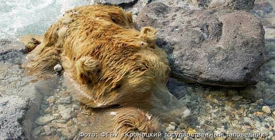 Животные продолжают погибать в Долине смерти/ © kronoki.ru