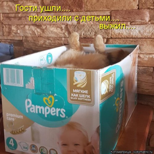 Лучшая котоматрица  